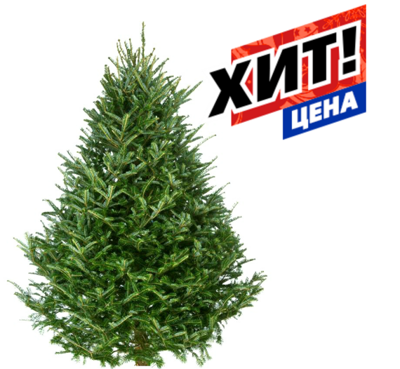 Пихта Фразера (Abies Fraseri) 1.75 - 2.00 метра