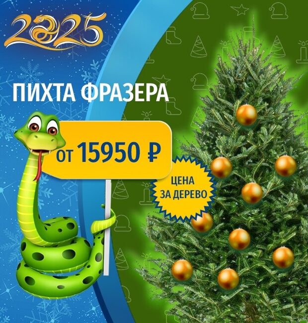 Купить живую елку в Москве с доставкой